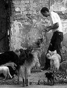 Дикие собаки