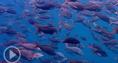 Вступительные титры