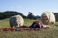 Кадр Паршивая овца