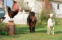 Кадр Бешеные скачки