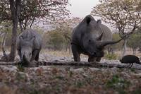 Кадр Африканское сафари 3D