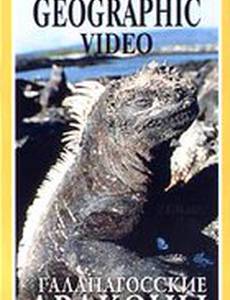 Галапагосские драконы