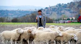 Кадр из фильма "Овцы не опаздывают на поезд" - 1