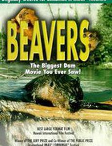 Beavers