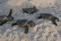 Кадр Большое путешествие вглубь океанов 3D: Возвращение