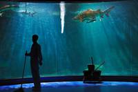 Кадр Рай океана