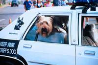 Кадр Главная собака