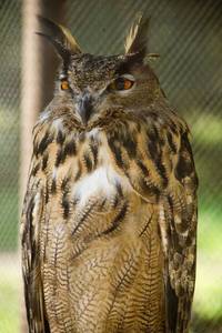 Кадр Мы купили зоопарк