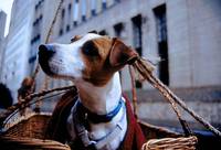 Кадр Влюбленные парни