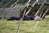 Кадр Камелот