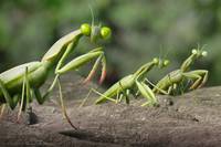 Кадр Букашки 2. Карибские приключения!  