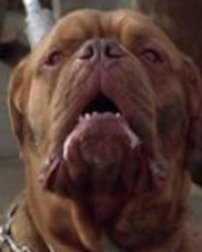 Бисли  Дог фото