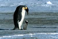 Кадр Птицы 2: Путешествие на край света