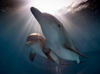 Кадр История дельфина 2