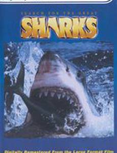 Search for the Great Sharks