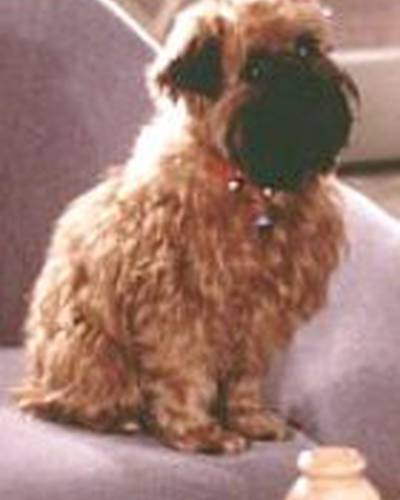 собака Джилл фото