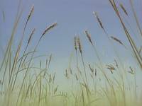 Кадр Ветер амнезии (видео)