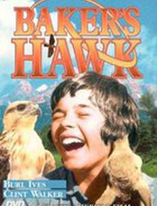 Ястреб бейкера