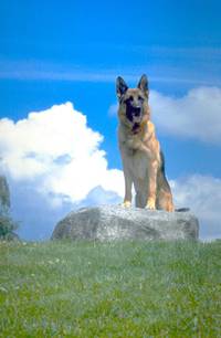 Кадр К-9 III: Частные детективы (видео)