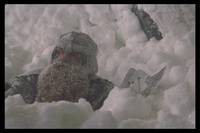 Кадр Властелин колец: Братство кольца