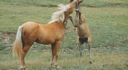 Кадр из фильма "Мельбурнский кубок" - 2