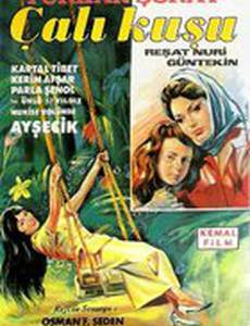 Королек – птичка певчая