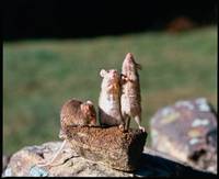 Кадр Бэйб: Четвероногий малыш