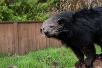 Кадр Мы купили зоопарк