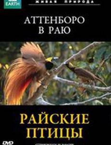 BBC: Райские птицы