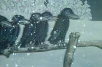 Кадр Крабат – ученик колдуна