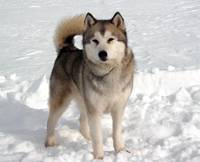 Кадр Белый плен