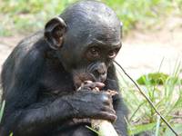 Кадр Бонобо