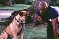 Кадр Агент по кличке Спот