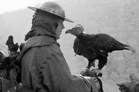 Кадр Трудно быть Богом