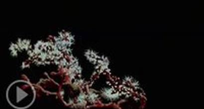 Мультфильм