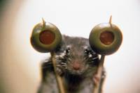 Кадр Мышиная охота