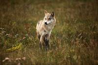 Кадр Тотем волка