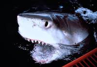 Кадр Атлантис