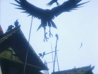 Кадр Манускрипт ниндзя