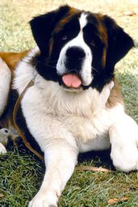 Кадр Бетховен 4 (видео)