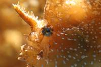 Кадр Большое путешествие вглубь океанов 3D: Возвращение