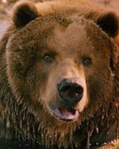 медведь Барт фото