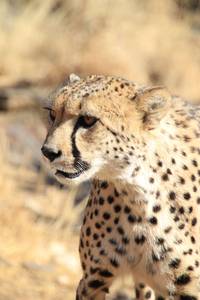 Кадр Африканское сафари 3D