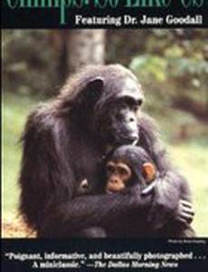 Шимпанзе: Такие же как мы