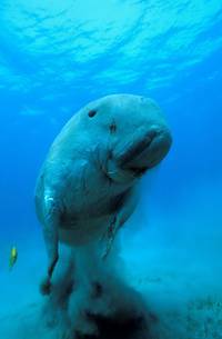 Кадр Океаны