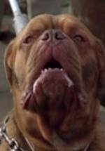 Бисли  Дог фото