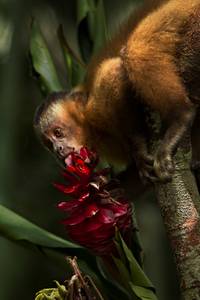 Кадр Амазония: Инструкция по выживанию 3D