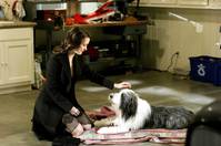 Кадр Лохматый папа