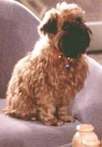 собака Джилл фото