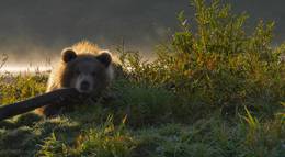 Кадр из фильма "Медведи Камчатки. Начало жизни" - 2